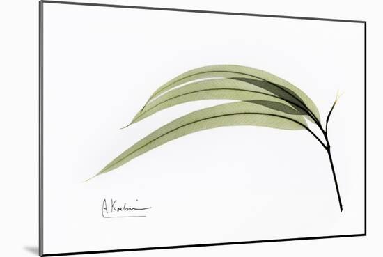 Eucalyptus Leaves, X-ray-Koetsier Albert-Mounted Photographic Print