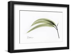 Eucalyptus Leaves, X-ray-Koetsier Albert-Framed Premium Photographic Print