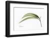 Eucalyptus Leaves, X-ray-Koetsier Albert-Framed Premium Photographic Print