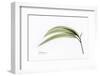 Eucalyptus Leaves, X-ray-Koetsier Albert-Framed Premium Photographic Print