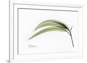 Eucalyptus Leaves, X-ray-Koetsier Albert-Framed Photographic Print