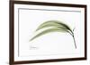 Eucalyptus Leaves, X-ray-Koetsier Albert-Framed Photographic Print