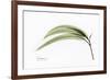 Eucalyptus Leaves, X-ray-Koetsier Albert-Framed Photographic Print