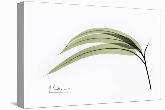 Eucalyptus Leaves, X-ray-Koetsier Albert-Stretched Canvas