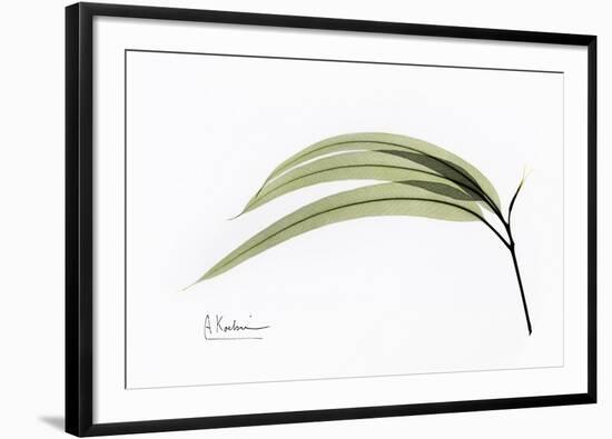 Eucalyptus Leaves, X-ray-Koetsier Albert-Framed Photographic Print