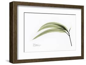 Eucalyptus Leaves, X-ray-Koetsier Albert-Framed Photographic Print