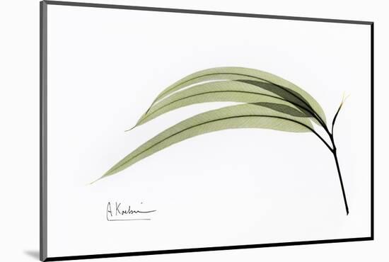 Eucalyptus Leaves, X-ray-Koetsier Albert-Mounted Photographic Print