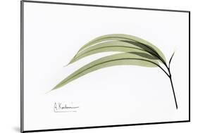 Eucalyptus Leaves, X-ray-Koetsier Albert-Mounted Photographic Print