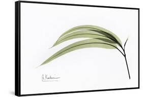 Eucalyptus Leaves, X-ray-Koetsier Albert-Framed Stretched Canvas