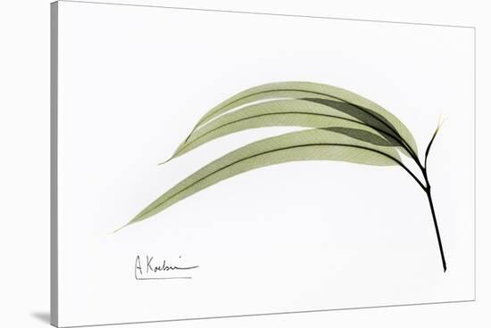 Eucalyptus Leaves, X-ray-Koetsier Albert-Stretched Canvas