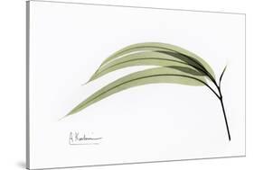 Eucalyptus Leaves, X-ray-Koetsier Albert-Stretched Canvas