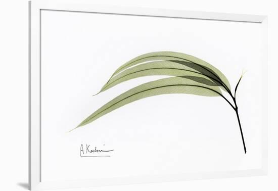 Eucalyptus Leaves, X-ray-Koetsier Albert-Framed Photographic Print