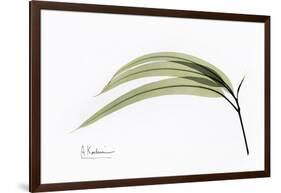 Eucalyptus Leaves, X-ray-Koetsier Albert-Framed Photographic Print