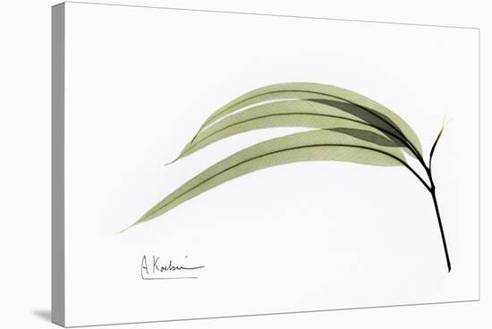 Eucalyptus Leaves, X-ray-Koetsier Albert-Stretched Canvas