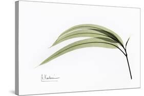 Eucalyptus Leaves, X-ray-Koetsier Albert-Stretched Canvas