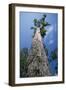 Eucalyptus Marginata-null-Framed Photographic Print