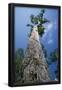 Essential Black