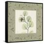 Eucalyptus Mat 2-Albert Koetsier-Framed Stretched Canvas