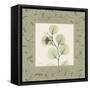 Eucalyptus Mat 2-Albert Koetsier-Framed Stretched Canvas