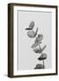 Eucalyptus Natural 06-1x Studio III-Framed Photographic Print