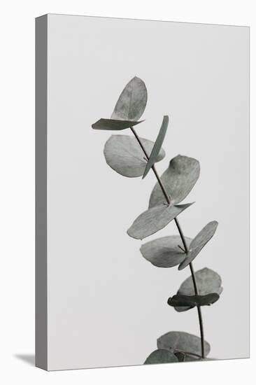 Eucalyptus Natural 06-1x Studio III-Stretched Canvas
