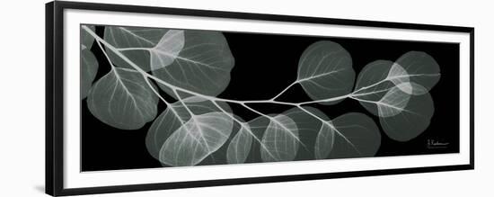 Eucalyptus Night 1-Albert Koetsier-Framed Premium Giclee Print