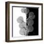 Eucalyptus on Black and White-Albert Koetsier-Framed Art Print