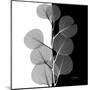 Eucalyptus on Black and White-Albert Koetsier-Mounted Art Print