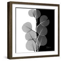 Eucalyptus on Black and White-Albert Koetsier-Framed Art Print