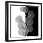 Eucalyptus on Black and White-Albert Koetsier-Framed Art Print