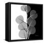 Eucalyptus on Black and White-Albert Koetsier-Framed Stretched Canvas