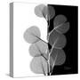 Eucalyptus on Black and White-Albert Koetsier-Stretched Canvas