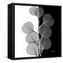 Eucalyptus on Black and White-Albert Koetsier-Framed Stretched Canvas