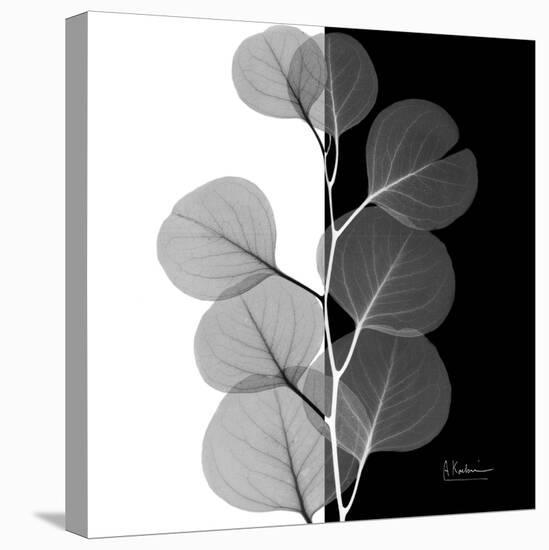 Eucalyptus on Black and White-Albert Koetsier-Stretched Canvas
