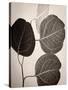 Eucalyptus Sepia-Debra Van Swearingen-Stretched Canvas