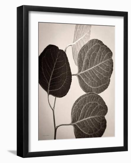 Eucalyptus Sepia-Debra Van Swearingen-Framed Art Print