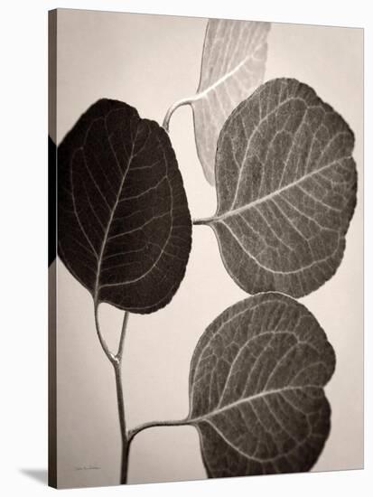 Eucalyptus Sepia-Debra Van Swearingen-Stretched Canvas