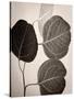 Eucalyptus Sepia-Debra Van Swearingen-Stretched Canvas