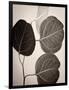 Eucalyptus Sepia-Debra Van Swearingen-Framed Art Print