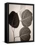 Eucalyptus Sepia-Debra Van Swearingen-Framed Stretched Canvas