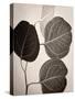 Eucalyptus Sepia-Debra Van Swearingen-Stretched Canvas