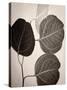 Eucalyptus Sepia-Debra Van Swearingen-Stretched Canvas