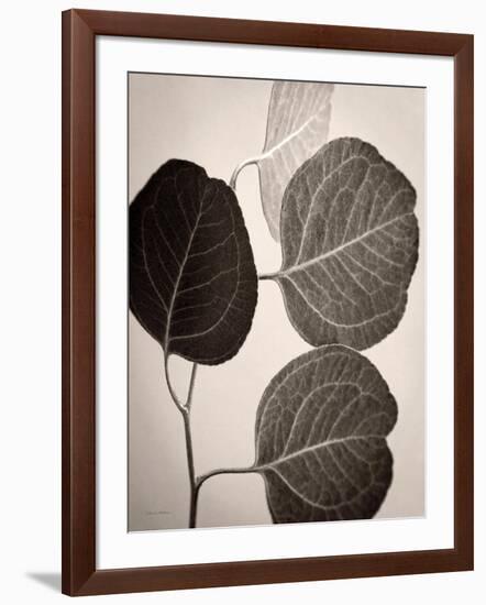 Eucalyptus Sepia-Debra Van Swearingen-Framed Art Print