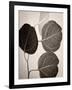 Eucalyptus Sepia-Debra Van Swearingen-Framed Art Print