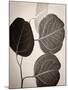 Eucalyptus Sepia-Debra Van Swearingen-Mounted Art Print