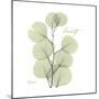 Eucalyptus Serenity-Albert Koetsier-Mounted Premium Giclee Print