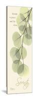 Eucalyptus Serenity-Albert Koetsier-Stretched Canvas