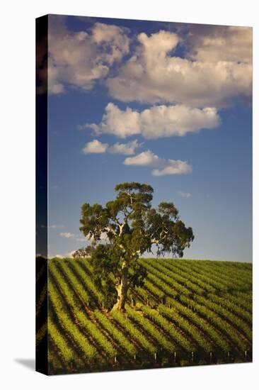 Eucalyptus Tree amongst Grape Vines in the Barossa Valley-Jon Hicks-Stretched Canvas