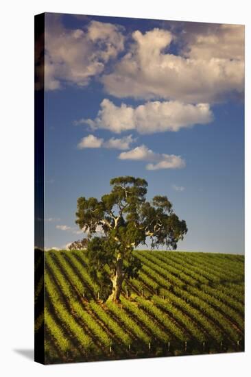 Eucalyptus Tree amongst Grape Vines in the Barossa Valley-Jon Hicks-Stretched Canvas