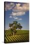 Eucalyptus Tree amongst Grape Vines in the Barossa Valley-Jon Hicks-Stretched Canvas